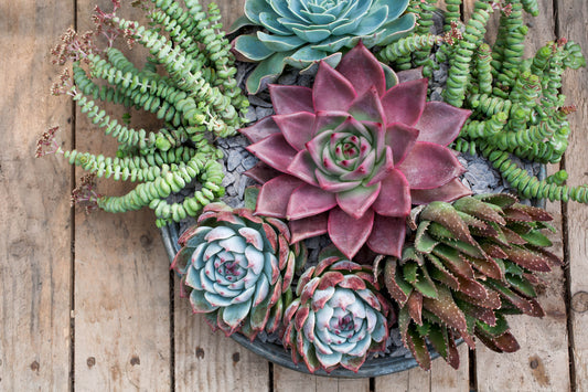 How to grow Succulents from Seeds