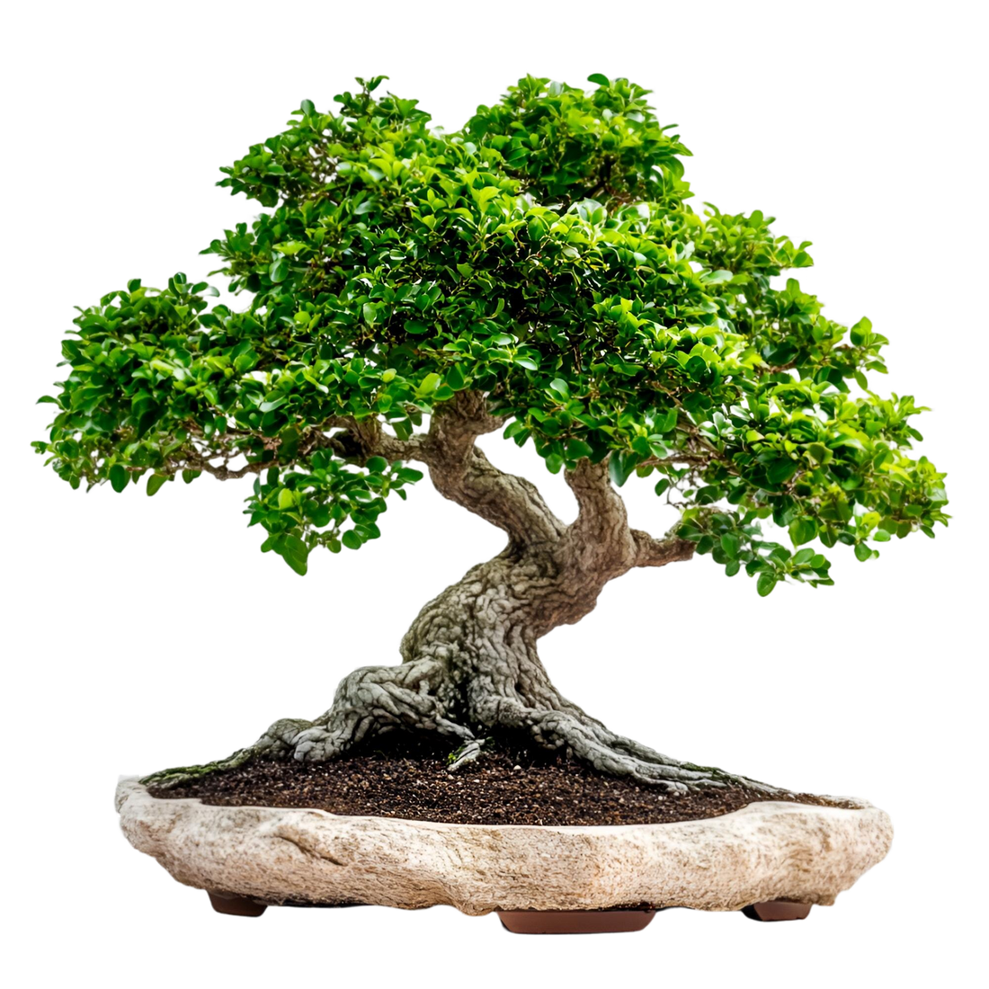 Why is Bonsai Trees so special?