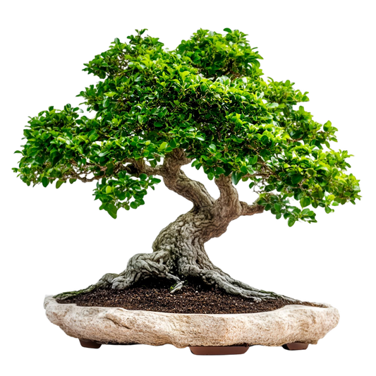 Why is Bonsai Trees so special?