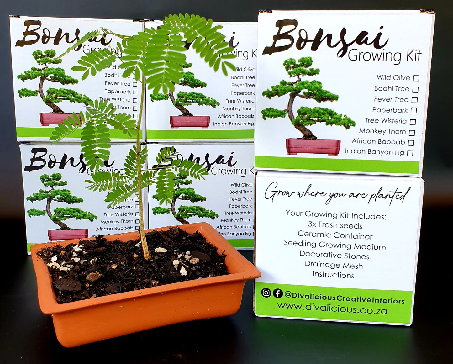 Bonsai Growing Kit - Paperbark Tree