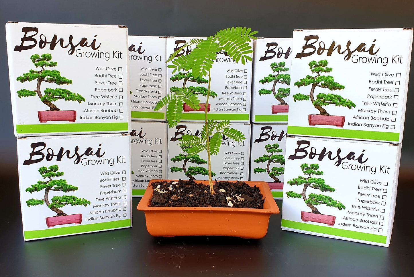 Bonsai Growing Kit - Camel Thorn