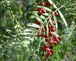 Bonsai Growing Kit - Pepper Tree