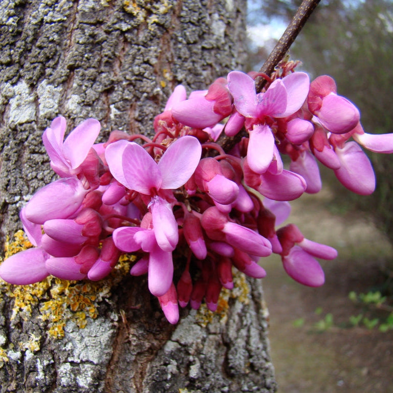 Bonsai Growing Kit - Judas Tree