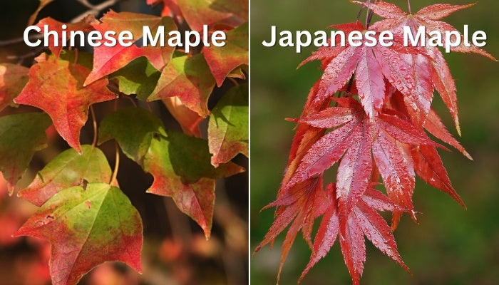 Bonsai Growing Kit - Trident Maple