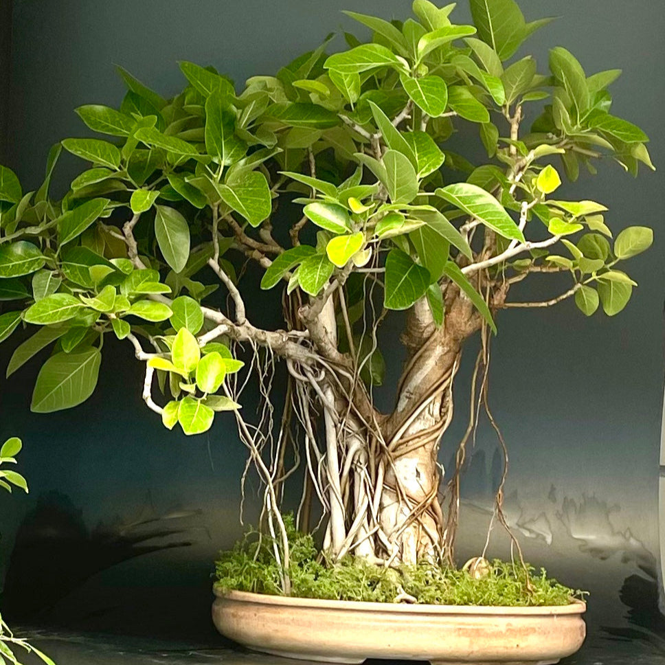 Bonsai Growing Kit - Indian Banyan Fig