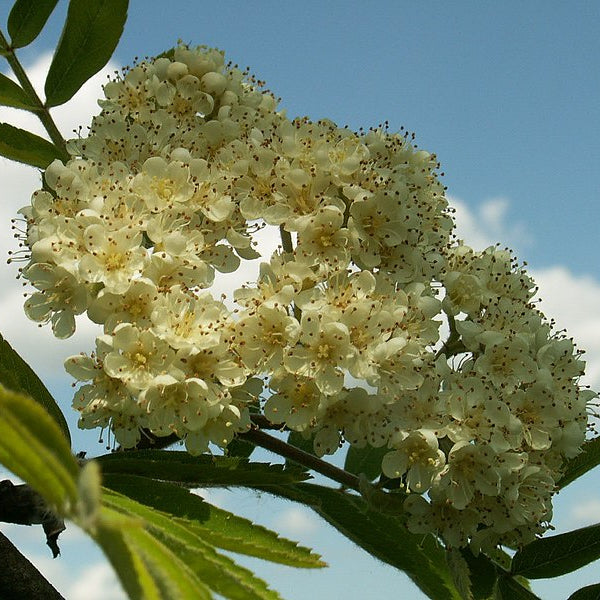 Bonsai Growing Kit - Mountain Ash