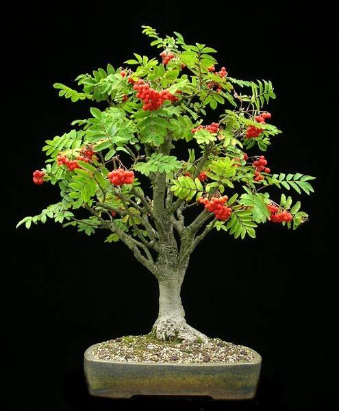 Bonsai Growing Kit - Mountain Ash
