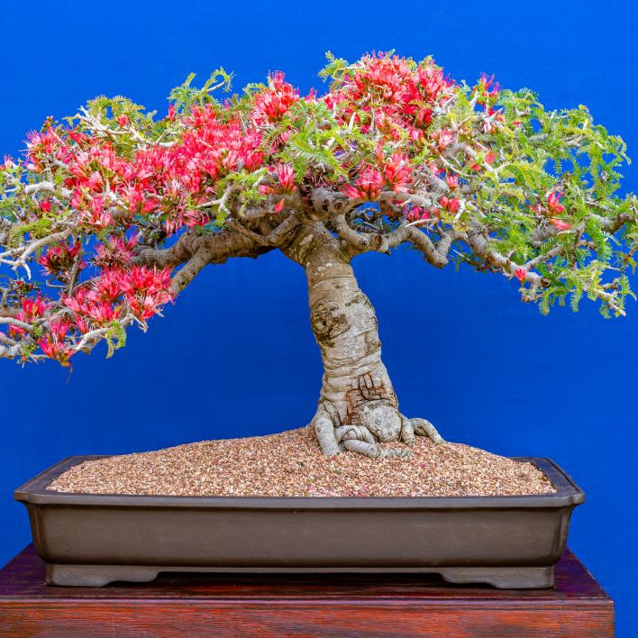 Bonsai Growing Kit - Weeping Boer-Bean
