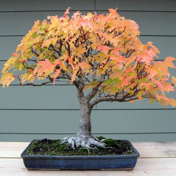 Bonsai Growing Kit - Trident Maple