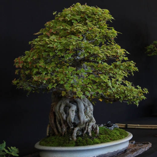 Bonsai Growing Kit - Trident Maple