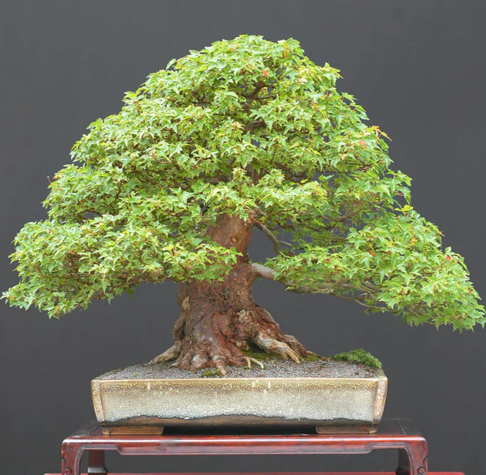 Bonsai Growing Kit - Trident Maple