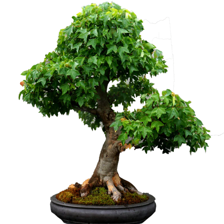 Bonsai Growing Kit - Trident Maple