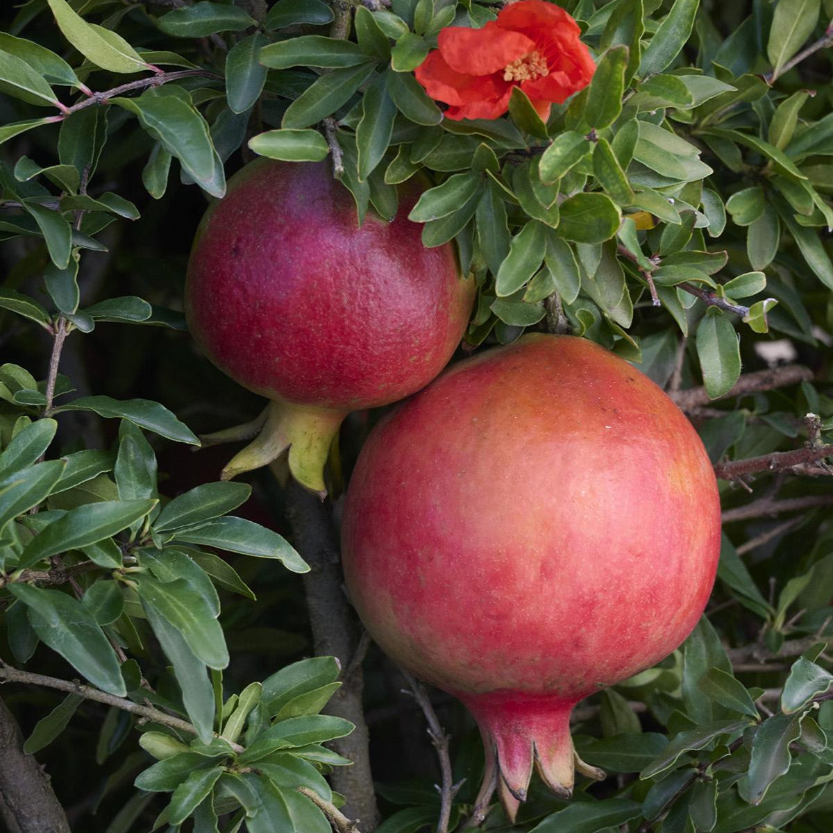 Bonsai Growing Kit - Dwarf Pomegranate Tree