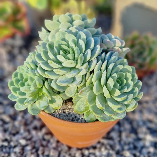 succulents for sale south africa Succulent Growing Kit