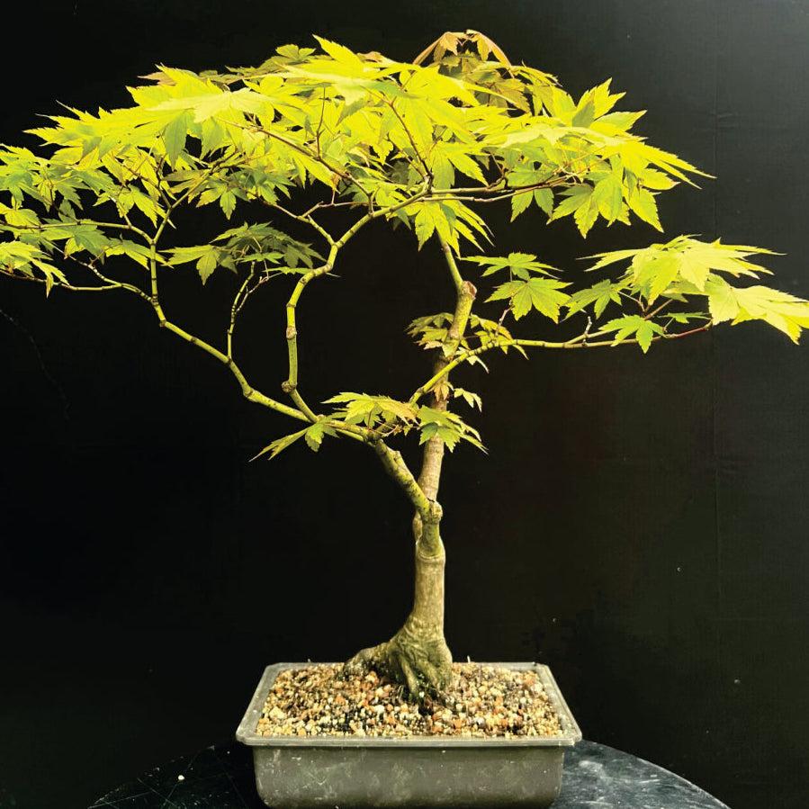 Bonsai Growing Kit - Green Japanese Maple