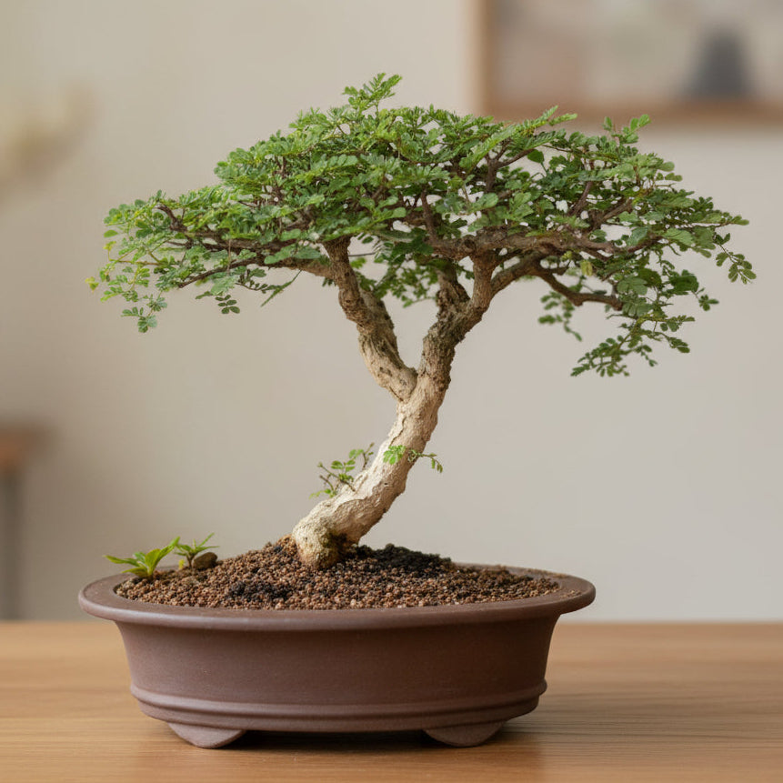 monkey bonsai tree Bonsai Growing Kit