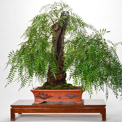 Bonsai Growing Kit - Pepper Tree