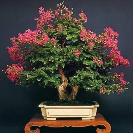 Bonsai Growing Kit -Pride of India