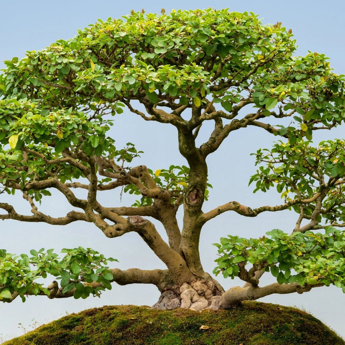 Bonsai Growing Kit - Glossy Privet