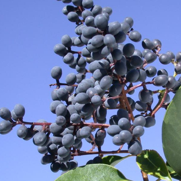Bonsai Growing Kit - Glossy Privet