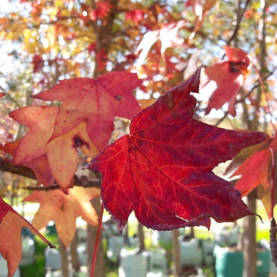 Bonsai Growing Kit - Sweet Gum / Amberboom