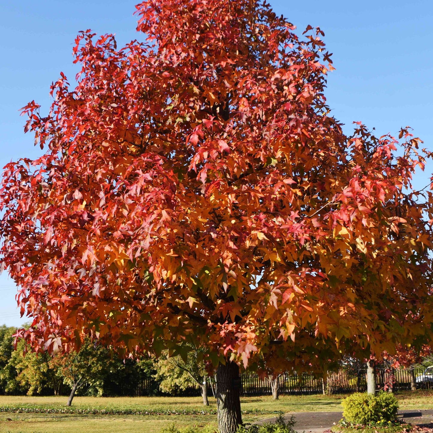 Bonsai Growing Kit - Sweet Gum / Amberboom