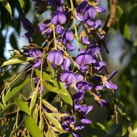 Bonsai Growing Kit - Tree Wisteria