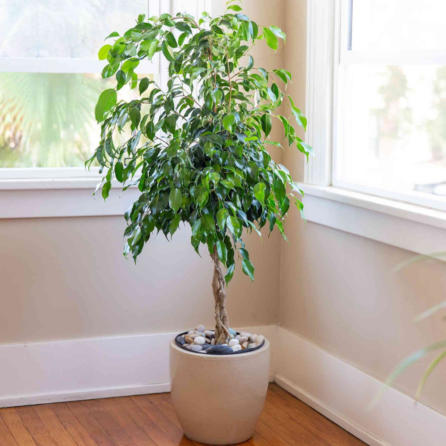 Bonsai Growing Kit - Weeping Fig