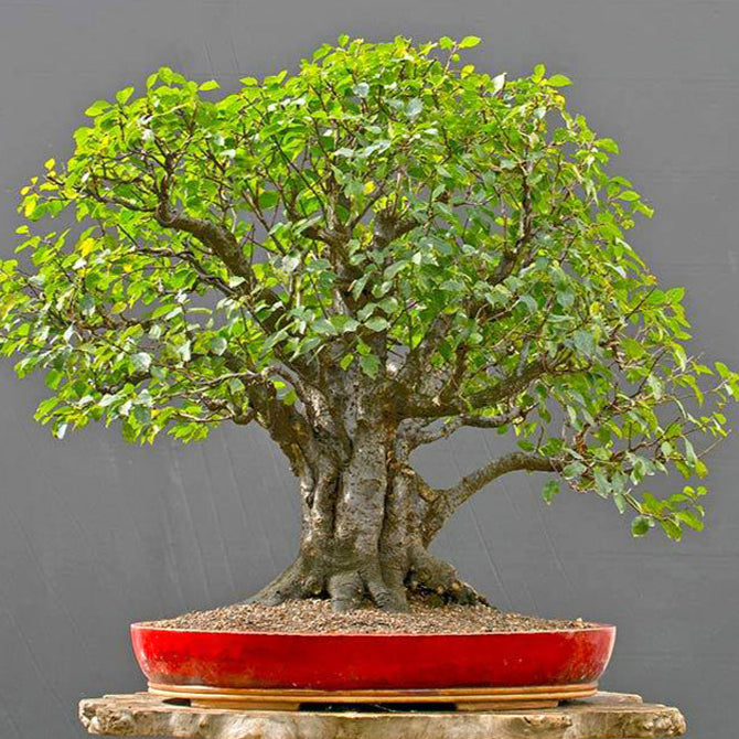Bonsai Growing Kit - Wild Plum