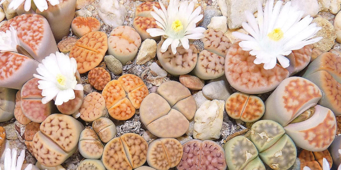 How to Plant, Grow, and Care for Lithops (Living Stone Plants)