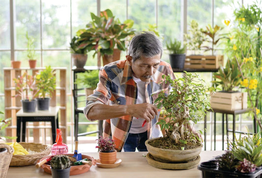 How to care for your Bonsai?