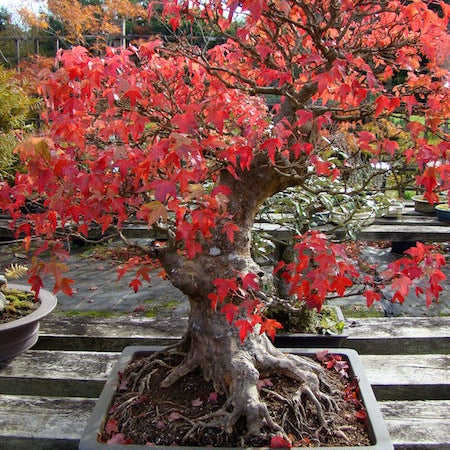 Bonsai Growing Kit - Trident Maple
