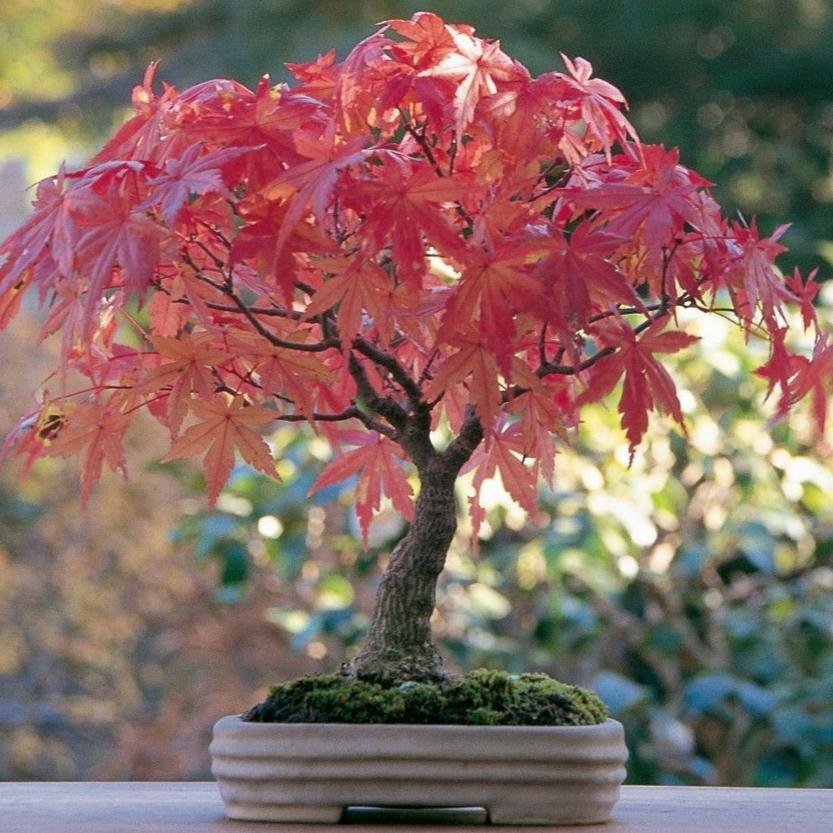 Bonsai Growing Kit - Green Japanese Maple