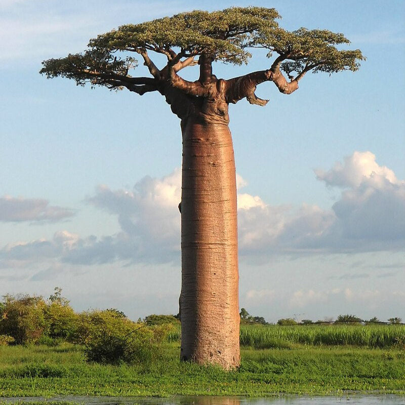 Bonsai Growing Kit - African Baobab