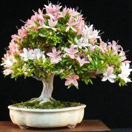 Bonsai Growing Kit - Azalea
