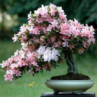 Bonsai Growing Kit - Azalea