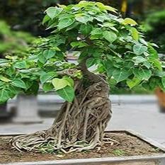 Bonsai Growing Kit - Bodhi Tree – Bonsai Growing Kits