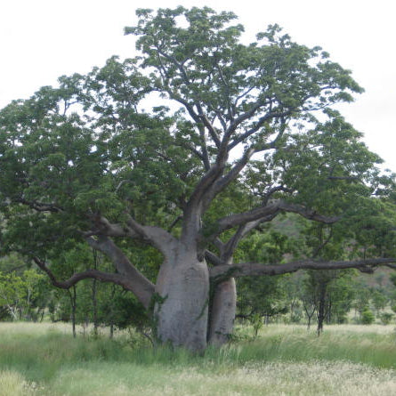 Bonsai Growing Kit - African Baobab