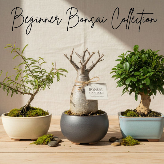 Beginner Bonsai Collection