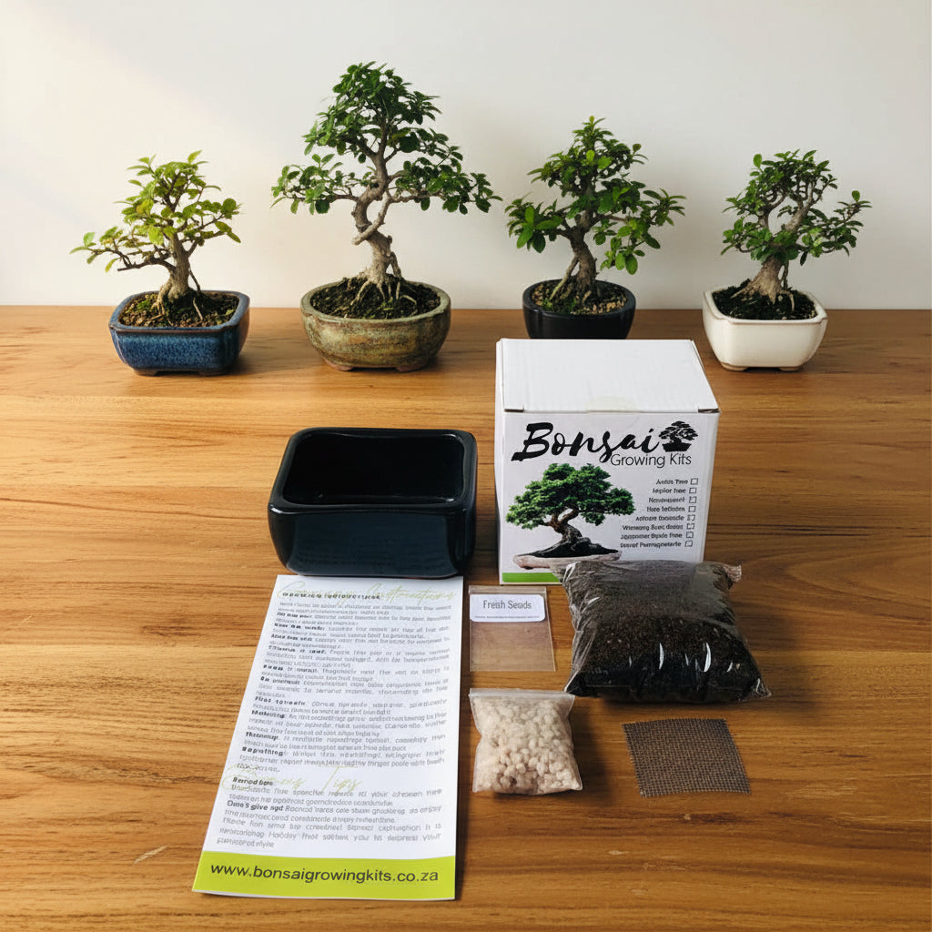 Bonsai Growing Kit - Fever Tree – Bonsai Growing Kits
