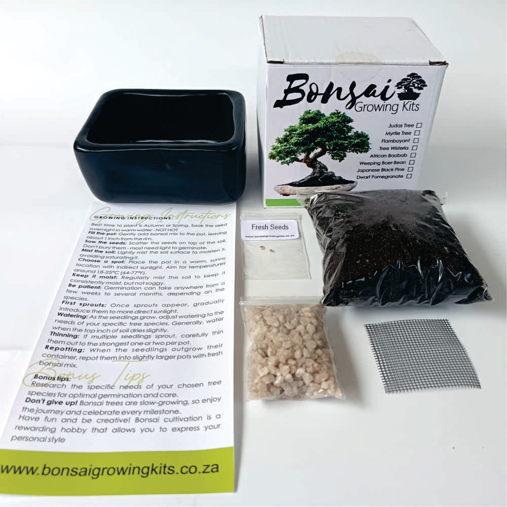 Bonsai Growing Kit - Weeping Fig