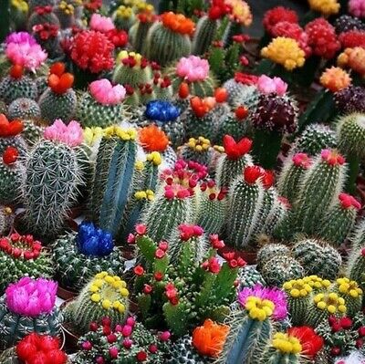Cacti Growing Kit