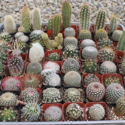 Cacti Growing Kit