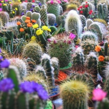 Cacti Growing Kit