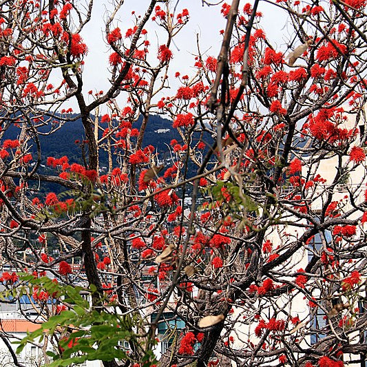Bonsai Growing Kit - Coral Tree