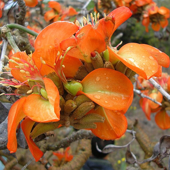 Bonsai Growing Kit - Coral Tree