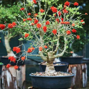 Bonsai Growing Kit - Coral Tree