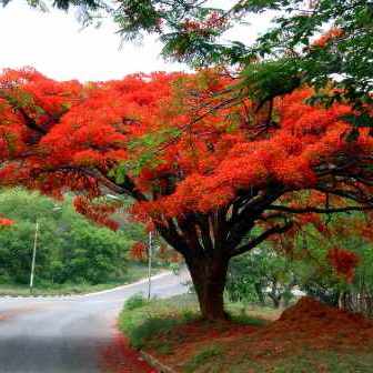 Bonsai Growing Kit - Royal Poinciana, Flamboyant, Flame Tree