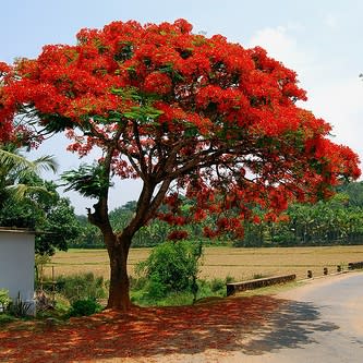 Bonsai Growing Kit - Royal Poinciana, Flamboyant, Flame Tree