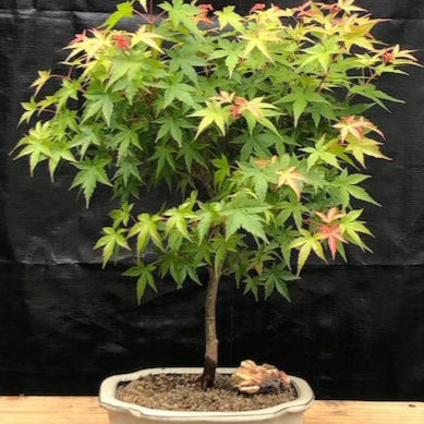 Bonsai Growing Kit - Green Japanese Maple